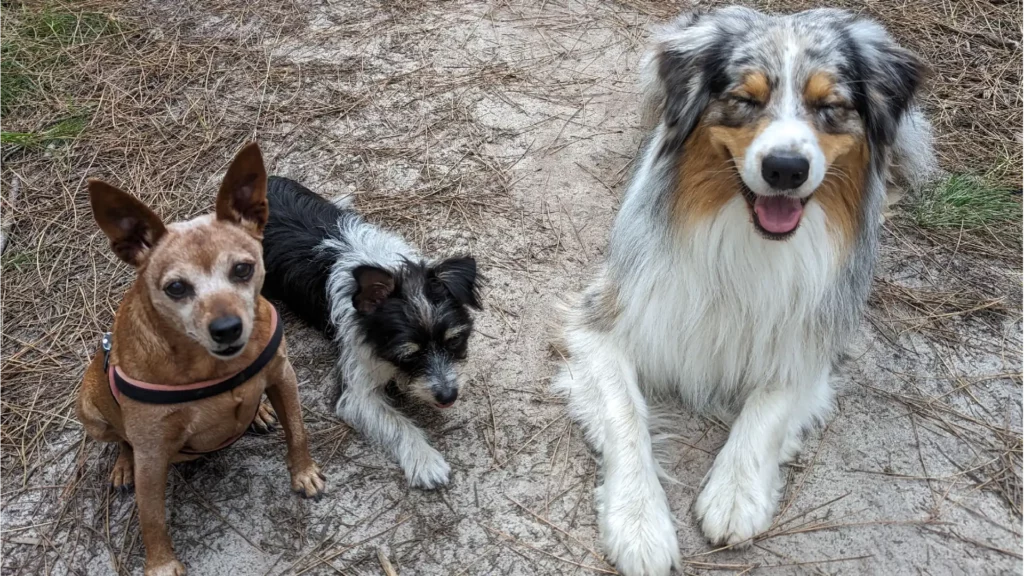 Anthony Humblet, éducateur canin pour l'entreprise main-a-la-patte.fr accompagne les maîtres et leurs chiens partout en Île-de-France dans leur projet d’éducation canine grâce à une méthodologie d’apprentissage simple qui a fait ses preuves. Ici, avec plusieurs chiens sans laisse pour une ballade en forêt.