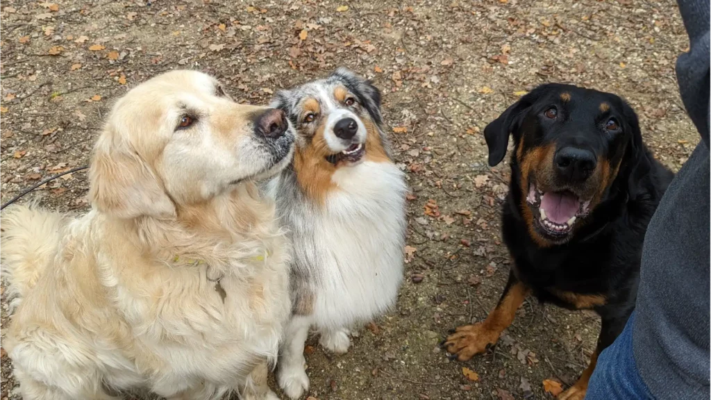 Anthony Humblet, éducateur canin pour l'entreprise main-a-la-patte.fr accompagne les maîtres et leurs chiens partout en Île-de-France dans leur projet d’éducation canine grâce à une méthodologie d’apprentissage simple qui a fait ses preuves. Ici, avec plusieurs chiens sans laisse pour une pause friandise en forêt.