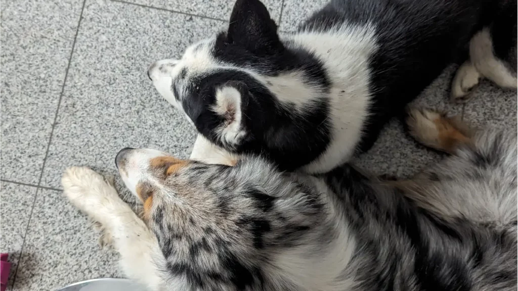 Anthony Humblet, éducateur canin pour l'entreprise main-a-la-patte.fr accompagne les maîtres et leurs chiens partout en Île-de-France dans leur projet d’éducation canine grâce à une méthodologie d’apprentissage simple qui a fait ses preuves. Ici en intérieur, deux chiens couchés côte à côte sur un carrelage gris moucheté.