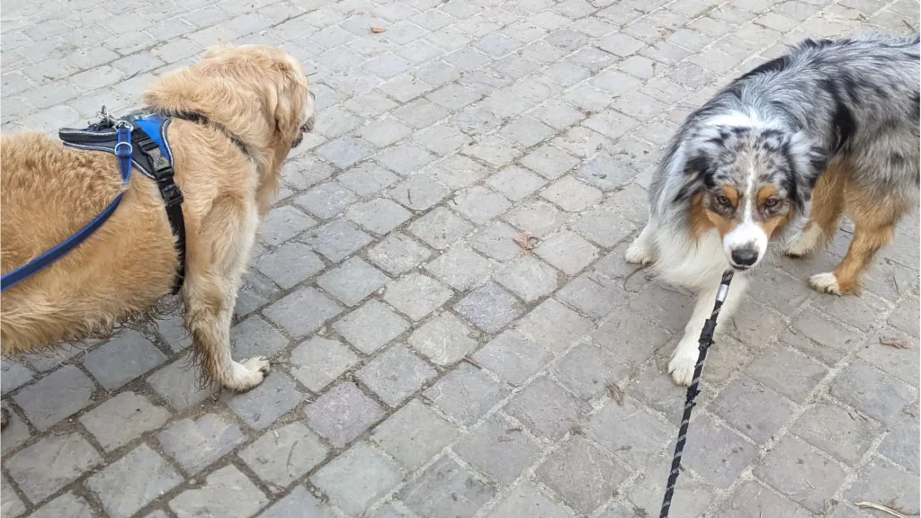 Anthony Humblet, éducateur canin pour l'entreprise main-a-la-patte.fr accompagne les maîtres et leurs chiens partout en Île-de-France dans leur projet d’éducation canine grâce à une méthodologie d’apprentissage simple qui a fait ses preuves. Ici, avec deux chiens en laisse pour une ballade en ville.