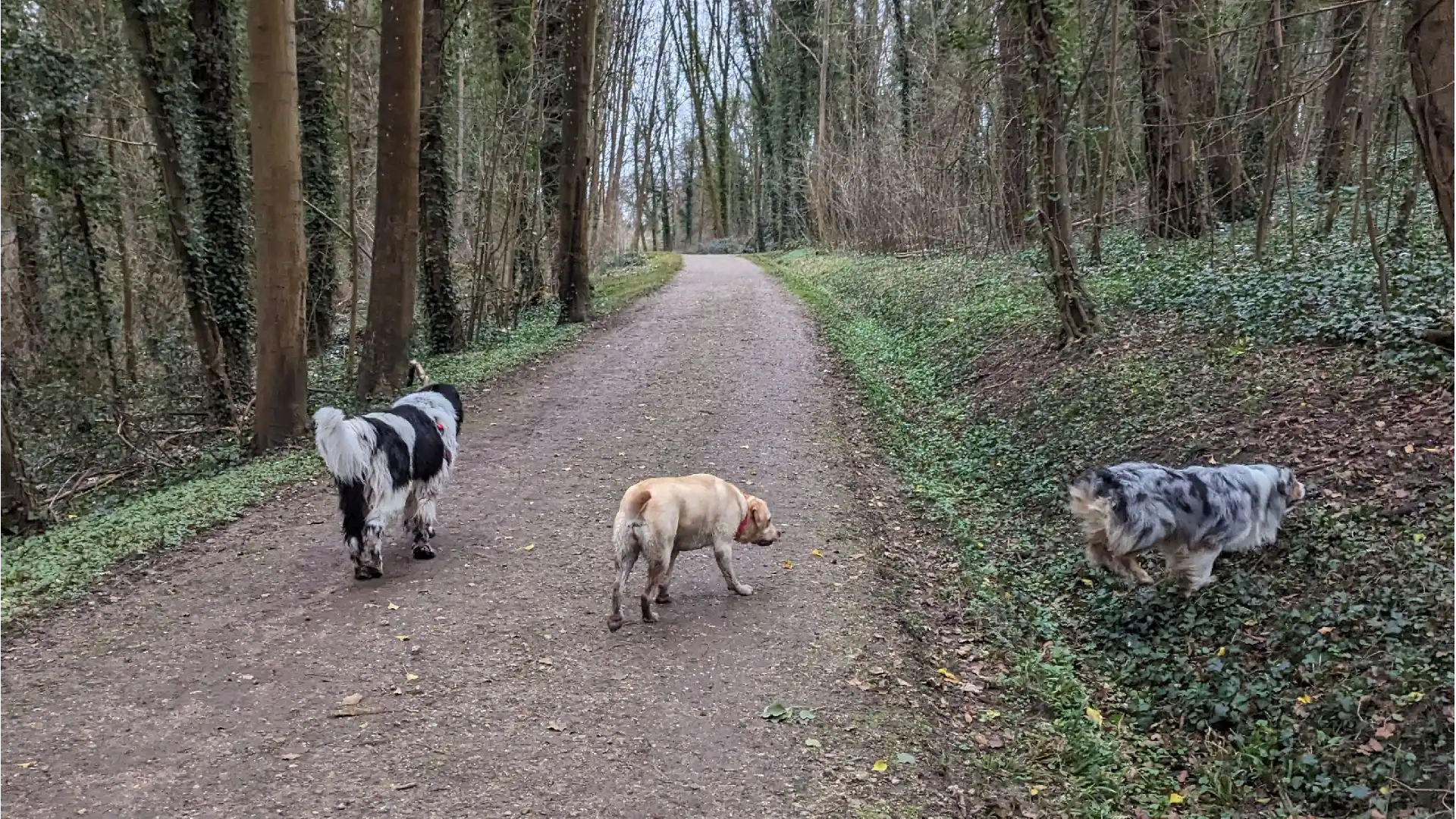 Anthony Humblet, éducateur canin pour l'entreprise main-a-la-patte.fr accompagne les maîtres et leurs chiens partout en Île-de-France dans leur projet d’éducation canine grâce à une méthodologie d’apprentissage simple qui a fait ses preuves. Ici, avec plusieurs chiens sans laisse pour une ballade en forêt.