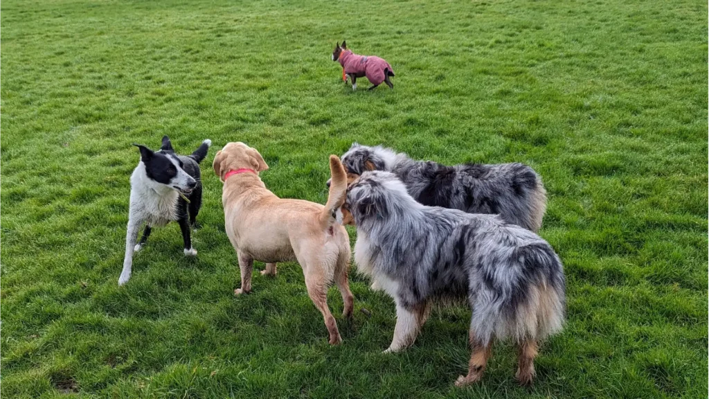 Anthony Humblet, éducateur canin pour l'entreprise main-a-la-patte.fr accompagne les maîtres et leurs chiens partout en Île-de-France dans leur projet d’éducation canine grâce à une méthodologie d’apprentissage simple qui a fait ses preuves. Ici, avec plusieurs chiens sans laisse pour une ballade en extérieur.