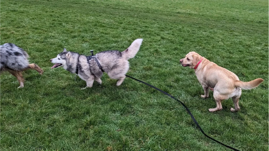 Anthony Humblet, éducateur canin pour l'entreprise main-a-la-patte.fr accompagne les maîtres et leurs chiens partout en Île-de-France dans leur projet d’éducation canine grâce à une méthodologie d’apprentissage simple qui a fait ses preuves. Ici, avec plusieurs chiens en liberté pour une ballade en extérieur.