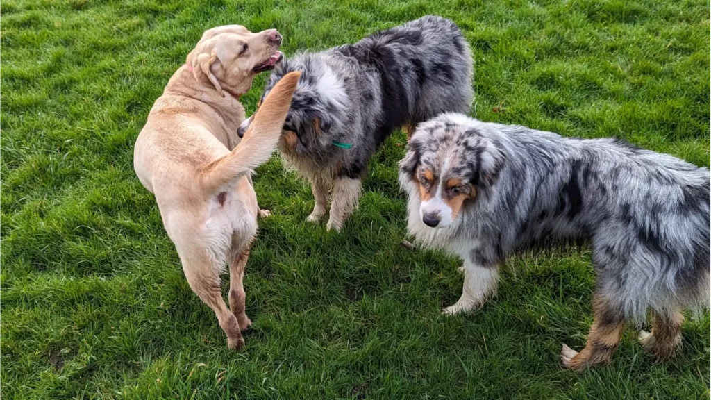 Anthony Humblet, éducateur canin pour l'entreprise main-a-la-patte.fr accompagne les maîtres et leurs chiens partout en Île-de-France dans leur projet d’éducation canine grâce à une méthodologie d’apprentissage simple qui a fait ses preuves. Ici, avec plusieurs chiens sans laisse pour une ballade en extérieur.