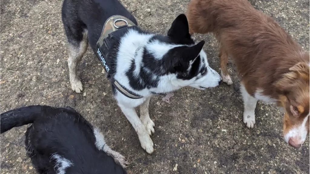 Anthony Humblet, éducateur canin pour l'entreprise main-a-la-patte.fr accompagne les maîtres et leurs chiens partout en Île-de-France dans leur projet d’éducation canine grâce à une méthodologie d’apprentissage simple qui a fait ses preuves. Ici, avec plusieurs chiens sans laisse pour une ballade en extérieur.