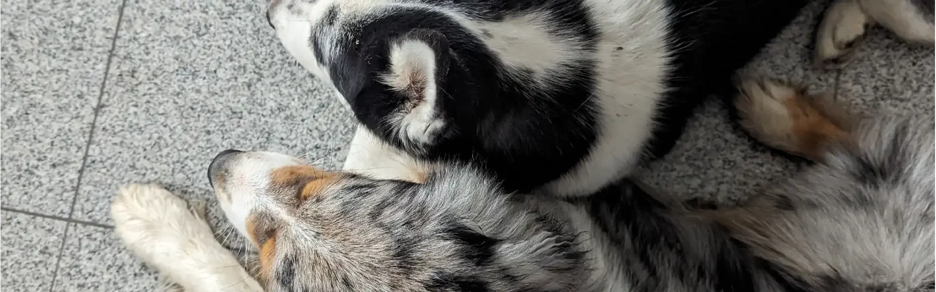 Anthony Humblet, éducateur canin pour l'entreprise main-a-la-patte.fr accompagne les maîtres et leurs chiens partout en Île-de-France dans leur projet d’éducation canine grâce à une méthodologie d’apprentissage simple qui a fait ses preuves. Ici en intérieur, deux chiens couchés côte à côte sur un carrelage gris moucheté.